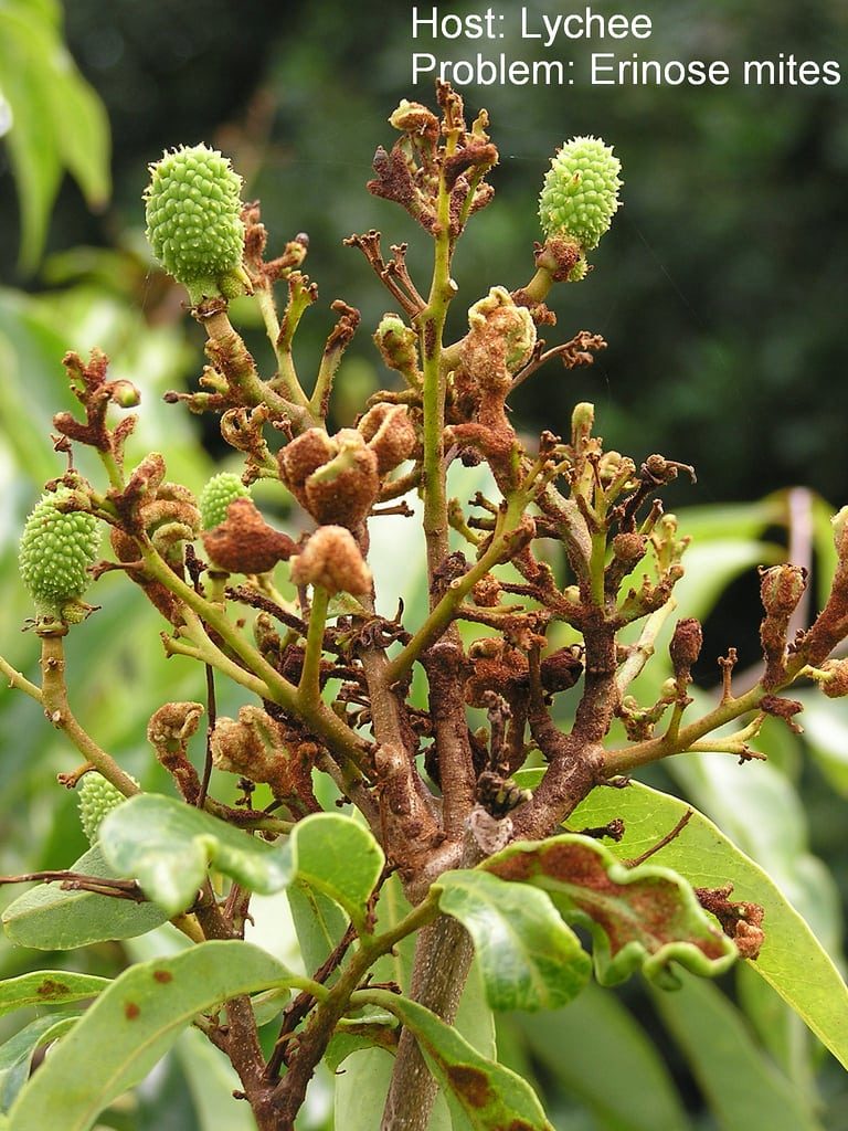 Lychee Pest Management – How To Control and also acknowledge Lychee Tree Pests|TakeSeeds.com