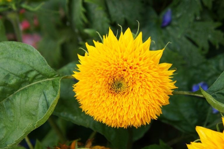 Find out How To Grow A Teddy Bear Sunflower|TakeSeeds.com