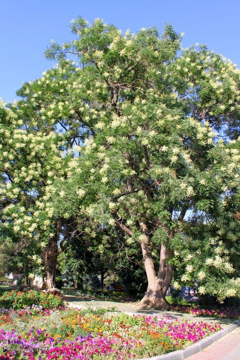 Usual Acacia Varieties – Learn About Different Acacia Trees And Shrubs|TakeSeeds.com