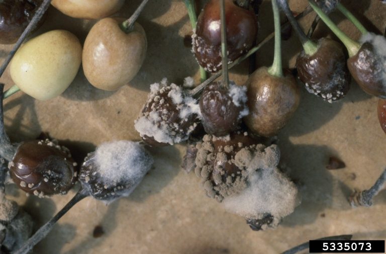 Cherry Brown Rot Treatment – Learn About Brown Rot In Cherry Trees|TakeSeeds.com