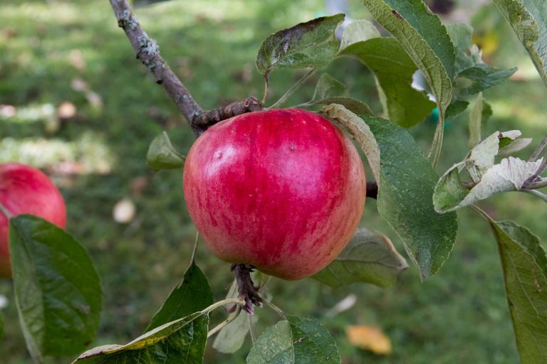 Akane Growing Requirements – How To Grow Akane Apples In The Landscape|TakeSeeds.com