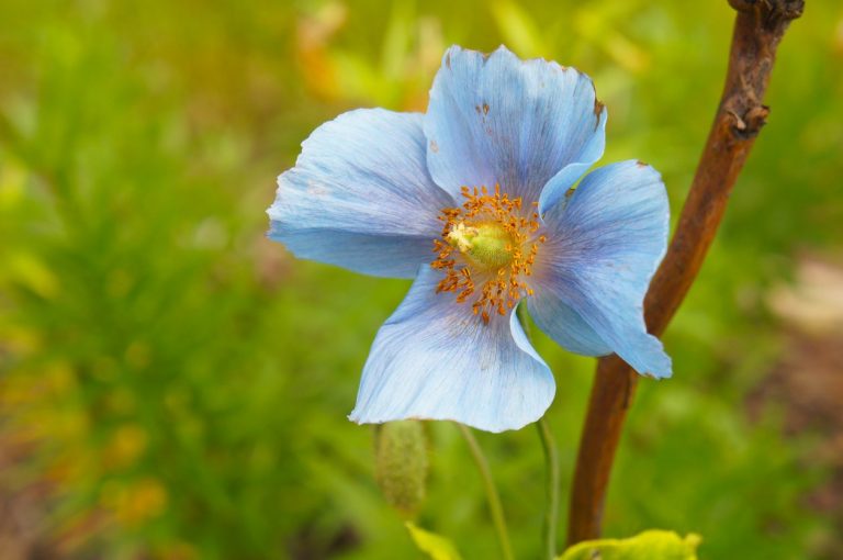 Blue Himalayan Poppy Care – Learn How To Grow Blue Poppies In The Garden|TakeSeeds.com