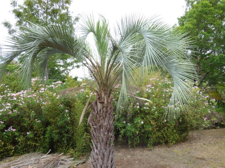 What?s Wrong With My Pindo Palm Tree|TakeSeeds.com