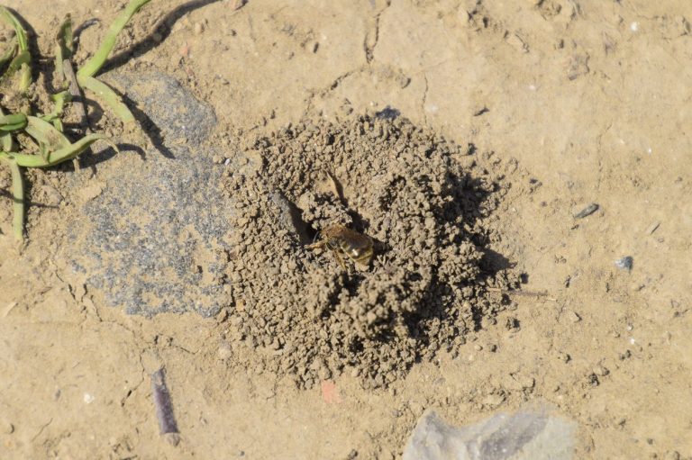 What Are Mining Bees– Identifying Those Bees In The Ground|TakeSeeds.com