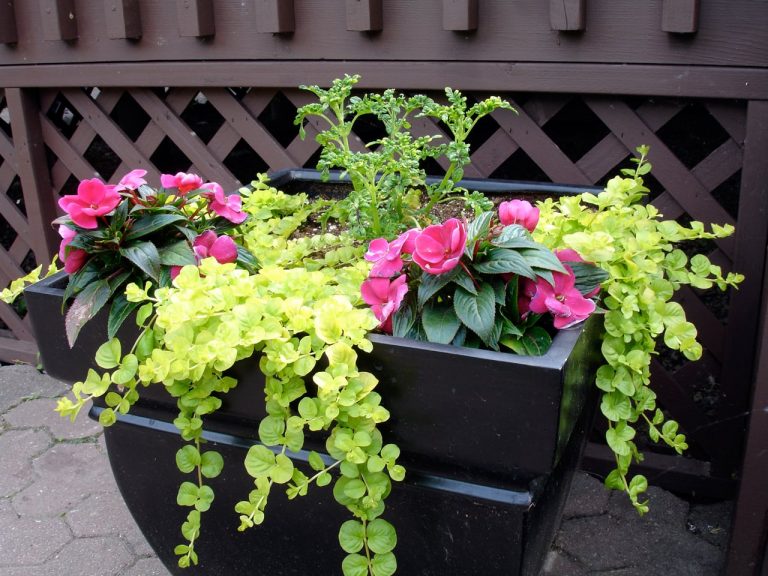 Potted Creeping Jenny Plants– How To Grow Creeping Jenny In A Container|TakeSeeds.com
