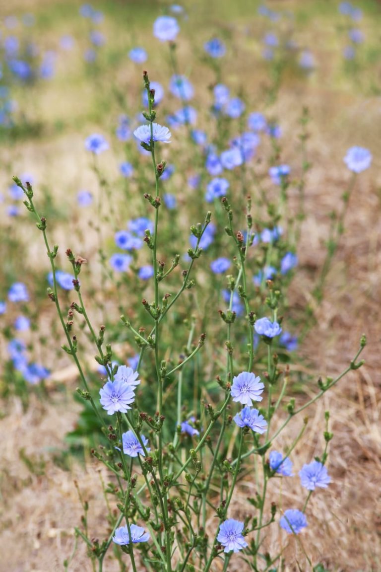 What’s Wrong With My Chicory– Troubleshooting Chicory Plant Problems|TakeSeeds.com