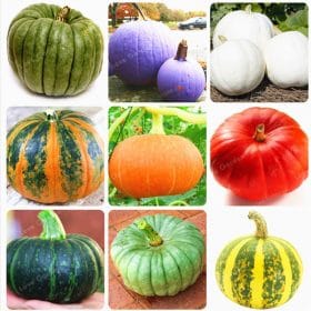 10-Pcs-Bag-Pumpkin-Bonsai-Organic-Vegetables-Nutrient-Rich-Food-NON-GMO-Edible-Bonsai-Plants-For_1
