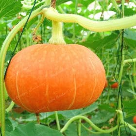 10-Pcs-Bag-Pumpkin-Bonsai-Organic-Vegetables-Nutrient-Rich-Food-NON-GMO-Edible-Bonsai-Plants-For_6