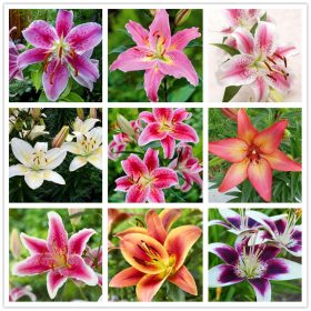 100pcs-bag-24-colors-lily-bonsai-cheap-perfume-lilies-plant-for-Garden-and-home-Mixing-different_1