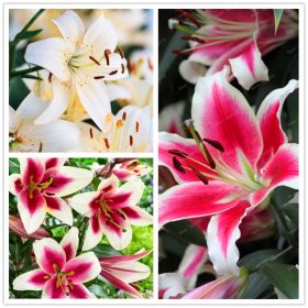 100pcs-bag-24-colors-lily-bonsai-cheap-perfume-lilies-plant-for-Garden-and-home-Mixing-different_2