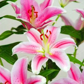 100pcs-bag-24-colors-lily-bonsai-cheap-perfume-lilies-plant-for-Garden-and-home-Mixing-different_3