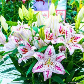 100pcs-bag-24-colors-lily-bonsai-cheap-perfume-lilies-plant-for-Garden-and-home-Mixing-different_4