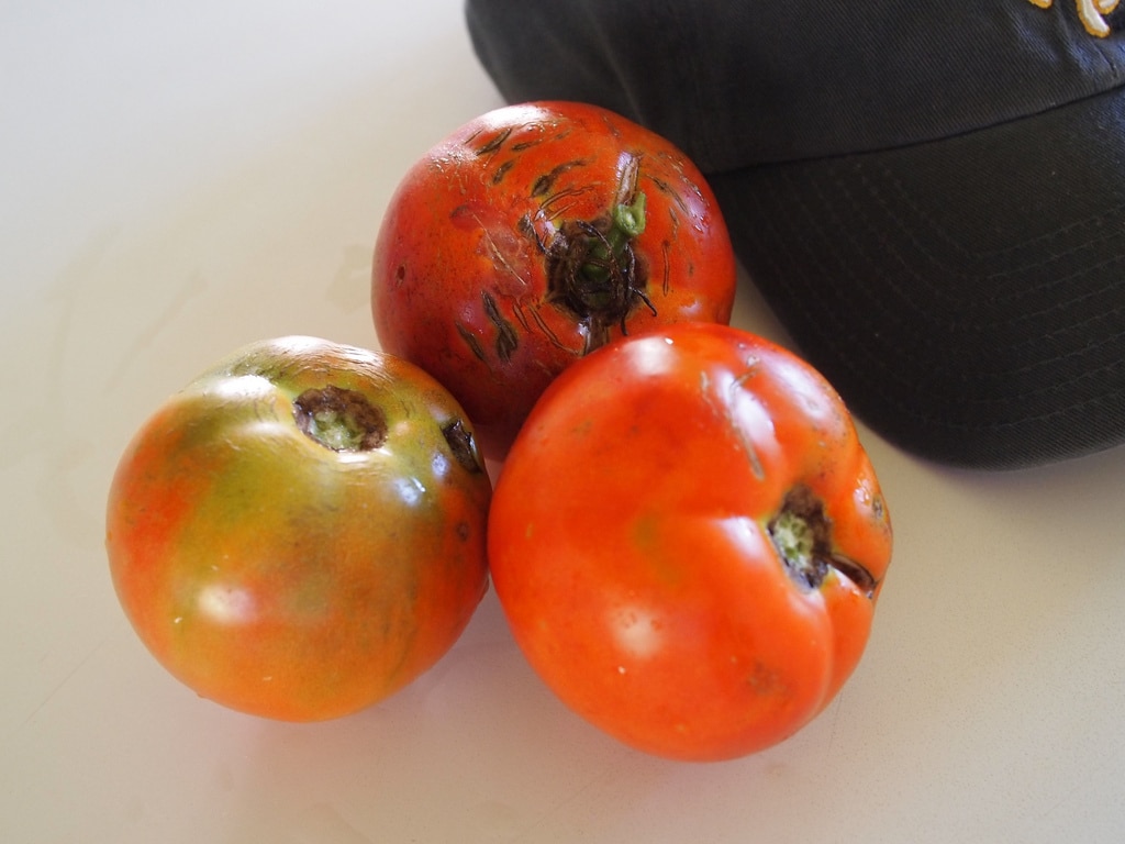 1531946323 caring for better boy tomatoes takeseeds com - Taking Care Of Better Boy Tomatoes|TakeSeeds.com