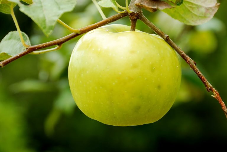 Learn More About Growing Lodi Apples|TakeSeeds.com