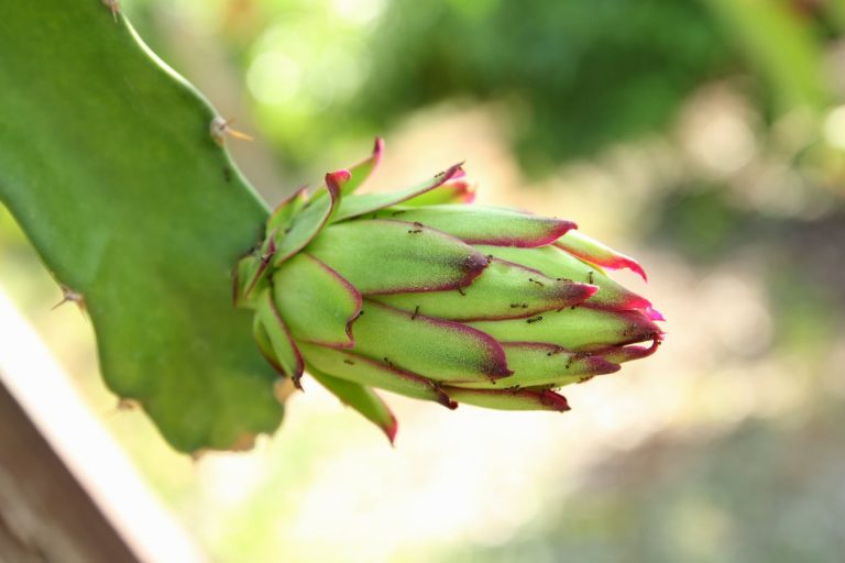 Dragon Fruit Problems – Learn About Common Issues With Pitaya Plants|TakeSeeds.com