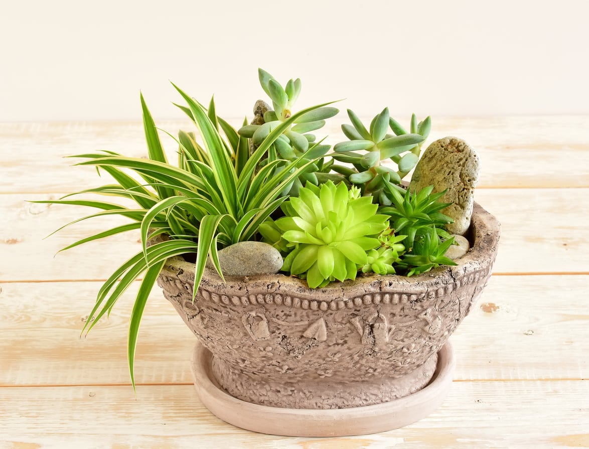 1532351144 container grown succulents tips on growing succulents in pots takeseeds com - Container Grown Succulents - Tips On Growing Succulents In Pots|TakeSeeds.com