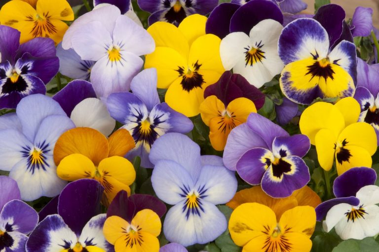 Are Pansies Annuals Or Perennials|TakeSeeds.com