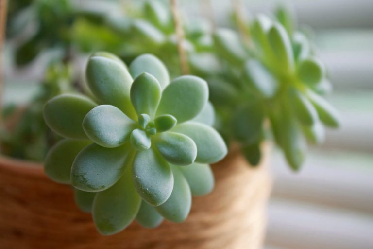 Water Requirements For Succulents – How Much Water Do Succulents Need|TakeSeeds.com