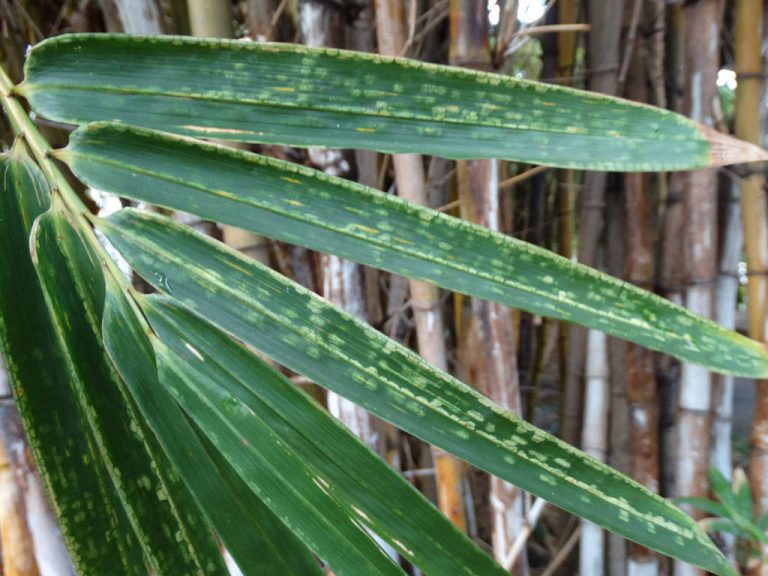 Tips For Managing Bamboo Mites In The Garden|TakeSeeds.com