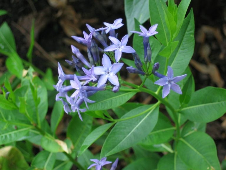 Caring For Potted Amsonia Vegetation | TakeSeeds.com