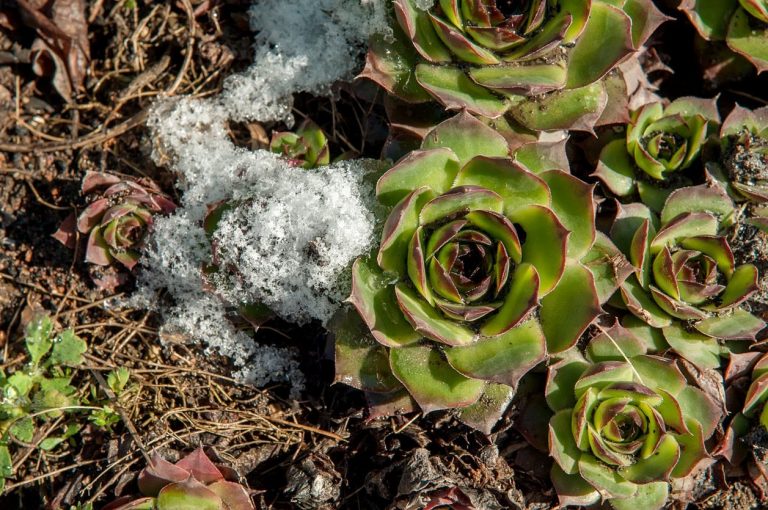 What Are Hardy Succulents – Learn About Cold Tolerant Succulent Plants|TakeSeeds.com