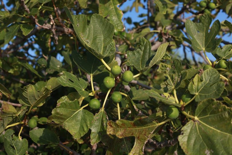 What Causes Fig Anthracnose Disease|TakeSeeds.com