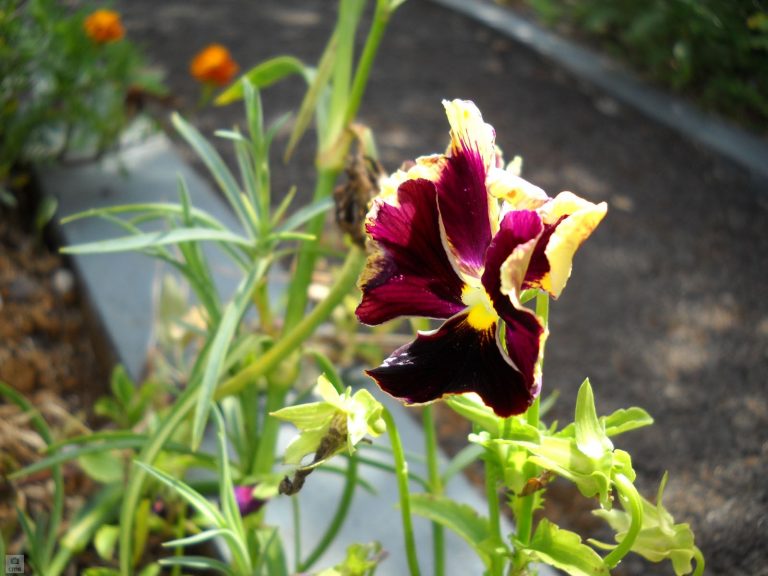 My Pansies Are Dying – Learn About Common Problems With Pansies|TakeSeeds.com