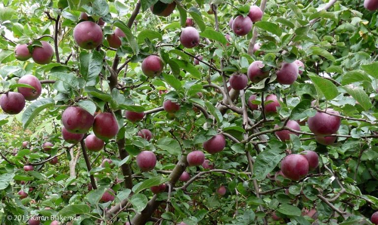 Find Out About Spartan Apple Uses And Cultivation|TakeSeeds.com