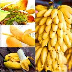 Big-Promotion-100-pcs-bag-rare-double-Potted-banana-garden-bonsai-tree-Organic-fruit-flores-mini_2