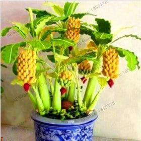 Big-Promotion-100-pcs-bag-rare-double-Potted-banana-garden-bonsai-tree-Organic-fruit-flores-mini_3