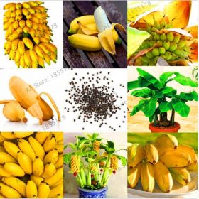 Big-Promotion-100-pcs-bag-rare-double-Potted-banana-garden-bonsai-tree-Organic-fruit-flores-mini_4