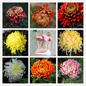 Chinese-mum-flores-Rare-Perennial-Flower-plantas-Indoor-Bonsai-Plants-Chrysanthemum-plant-For-Home-Garden-mixed_2