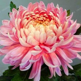 Chinese-mum-flores-Rare-Perennial-Flower-plantas-Indoor-Bonsai-Plants-Chrysanthemum-plant-For-Home-Garden-mixed_5