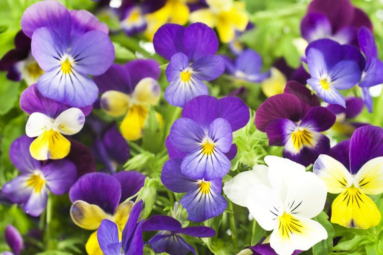 Pansies Not Flowering – What To Do When Your Pansies Won’t Bloom|TakeSeeds.com