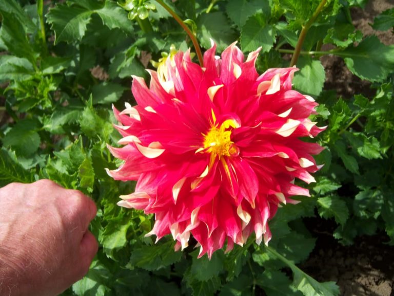 What Are Dinnerplate Dahlias – Tips For Dinnerplate Dahlia Care And Maintenance|TakeSeeds.com