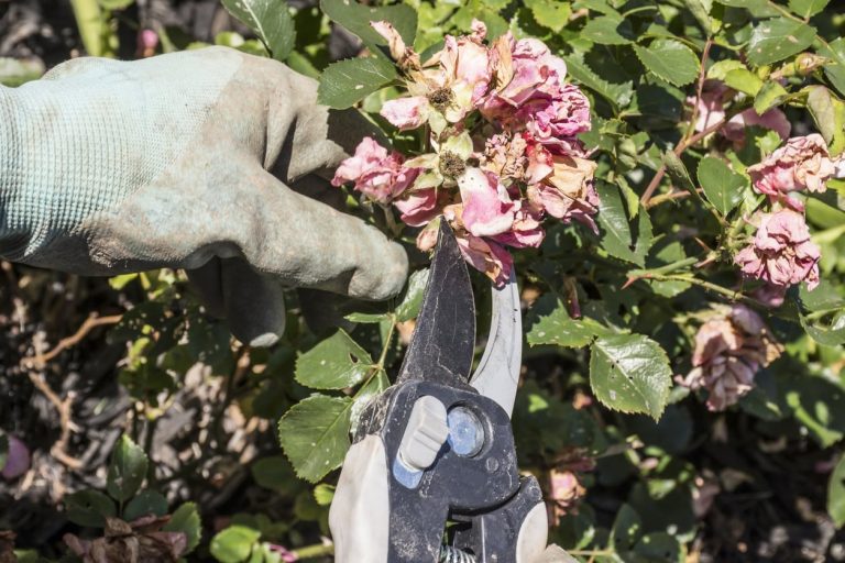 Factors For Pruning Perennials – Why Prune Perennial Plants In The Garden|TakeSeeds.com