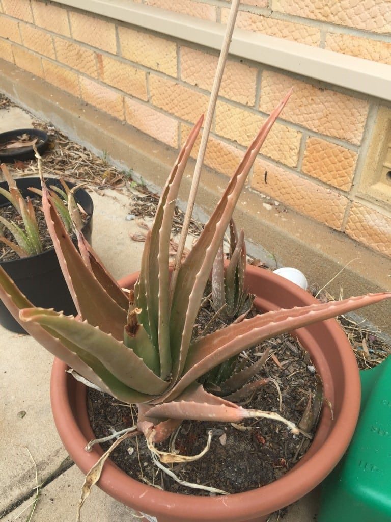 Why Aloe Is Wilting And Browning|TakeSeeds.com
