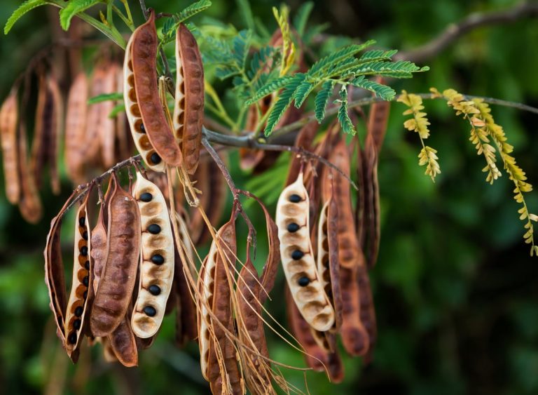 Learn More About Growing Acacia From Seed|TakeSeeds.com