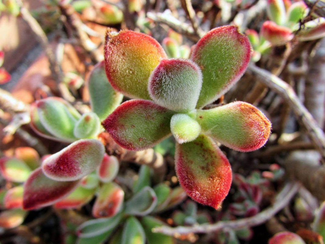 What Is A Red Velvet Succulent Plant|TakeSeeds.com - TakeSeeds.com