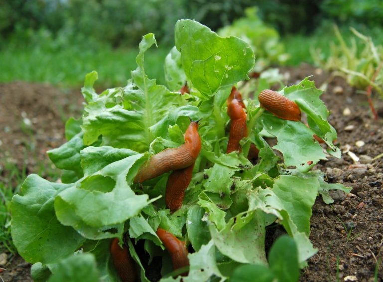 How you can Have Snail/Slug Free Lettuce Plants In The Garden|TakeSeeds.com
