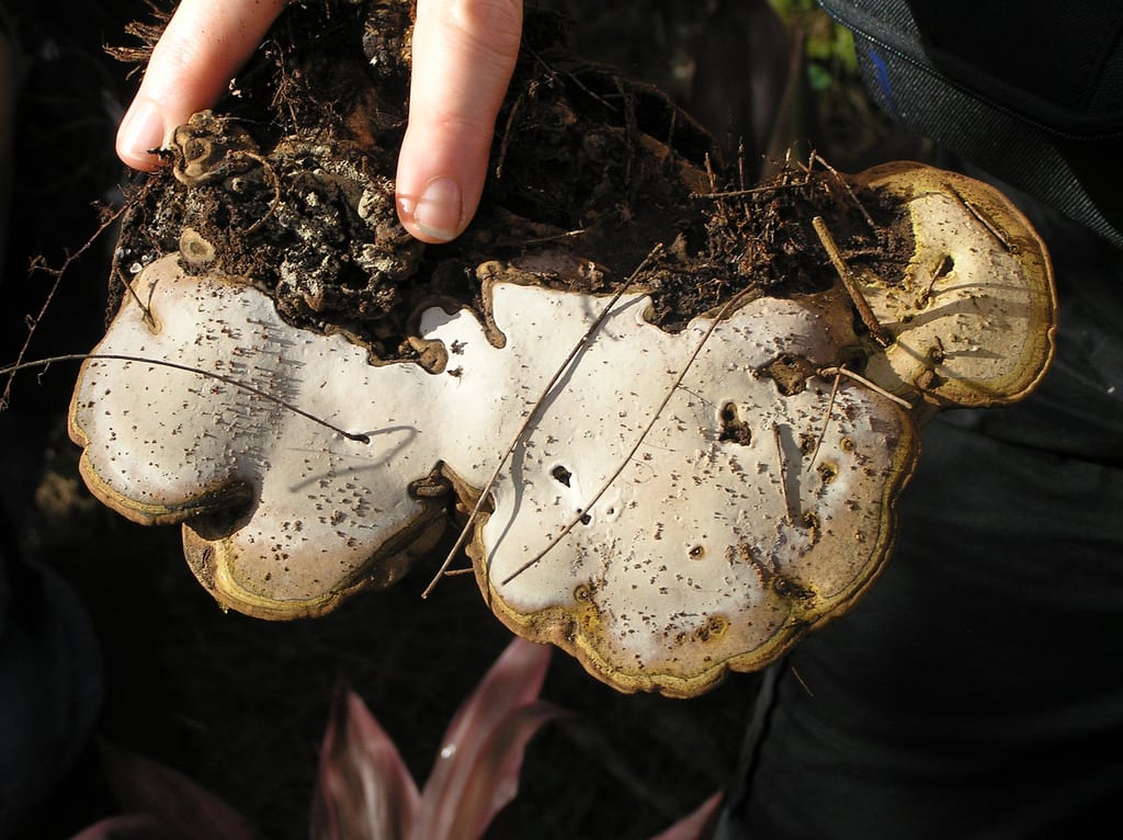 1534568925 learn about ganoderma root rot takeseeds com - Discover Ganoderma Root Rot|TakeSeeds.com