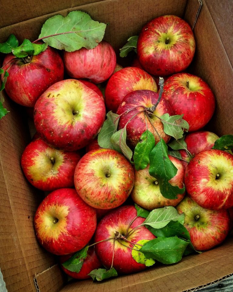 The Best Ways To Grow Wolf River Apples In The Landscape|TakeSeeds.com