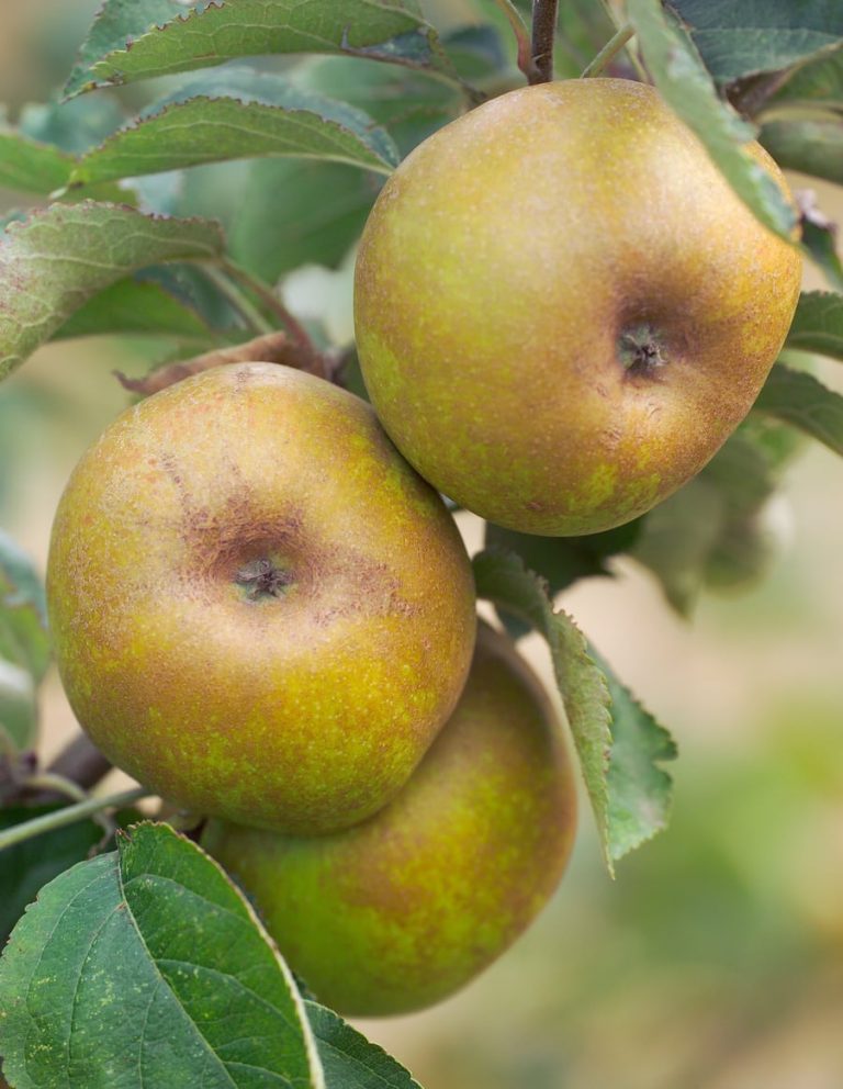 Ashmead?s Kernel Info – Learn How To Grow Ashmead?s Kernel Apple Trees|TakeSeeds.com