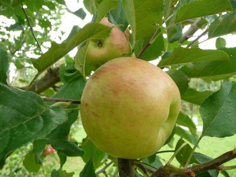 Expanding Topaz Apples – Information On Topaz Apple Harvest And Uses|TakeSeeds.com