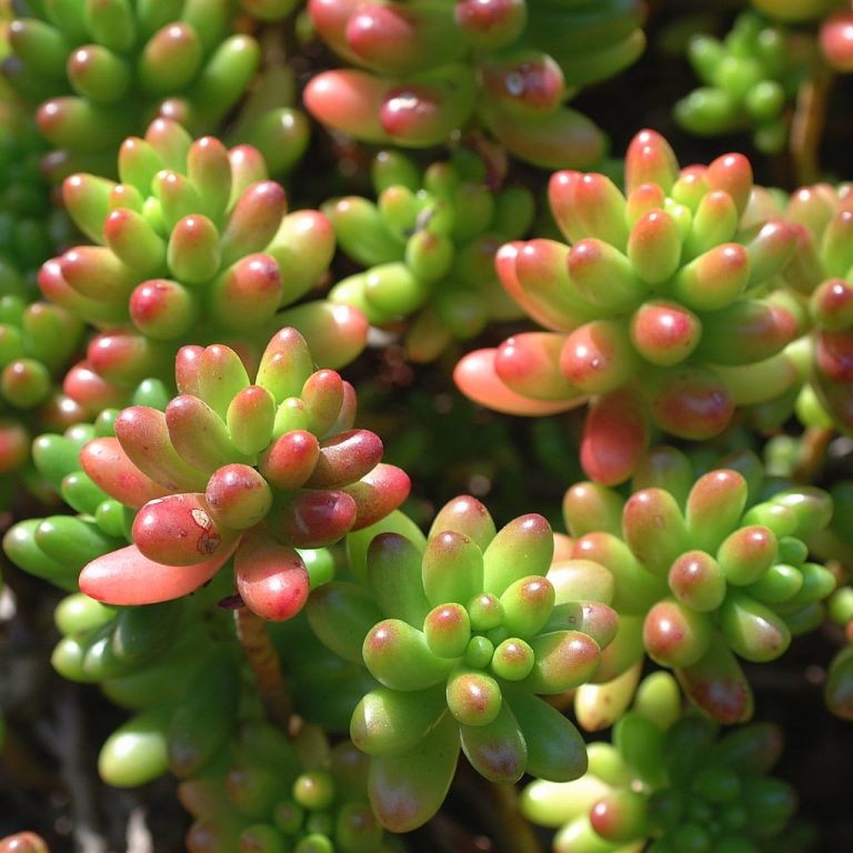 Jelly Bean Plant Facts – Learn About Growing Jelly Bean Sedums|TakeSeeds.com