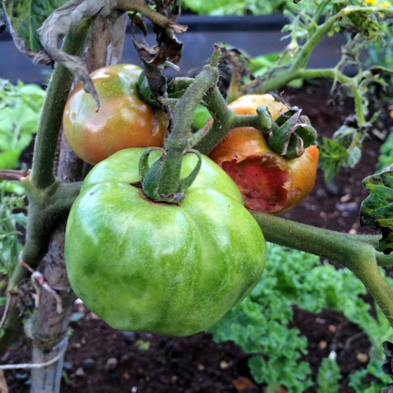 Tomato Spotted Wilt Treatment – Learn About Spotted Wilt In Tomato Plants|TakeSeeds.com