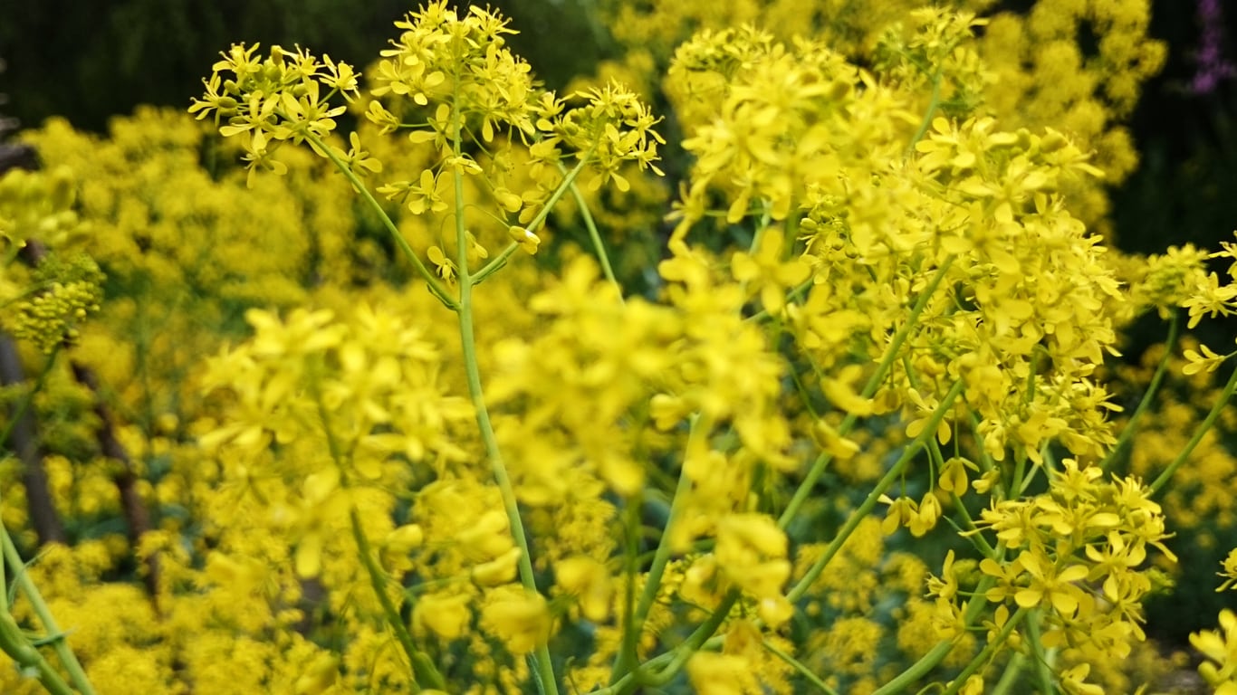 what are some uses for woad takeseeds com - What Are Some Uses For Woad|TakeSeeds.com