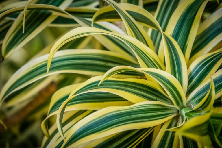 Dracaena Plant Varieties – What Are The Best Kinds Of Dracaenas To Grow|TakeSeeds.com