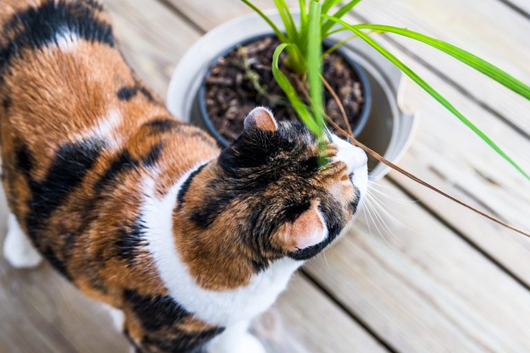 Is Your Cat Or Dog Eating Dracaena|TakeSeeds.com