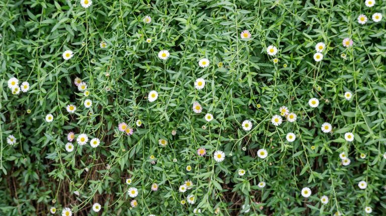 Tips For Planting White Aster Flowers In The Garden|TakeSeeds.com